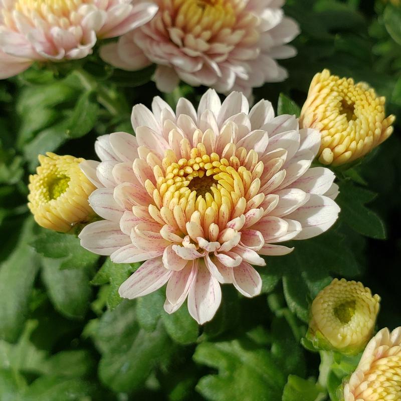 Chrysanthemum Rhonda 'White' - Mum from Hillcrest Nursery