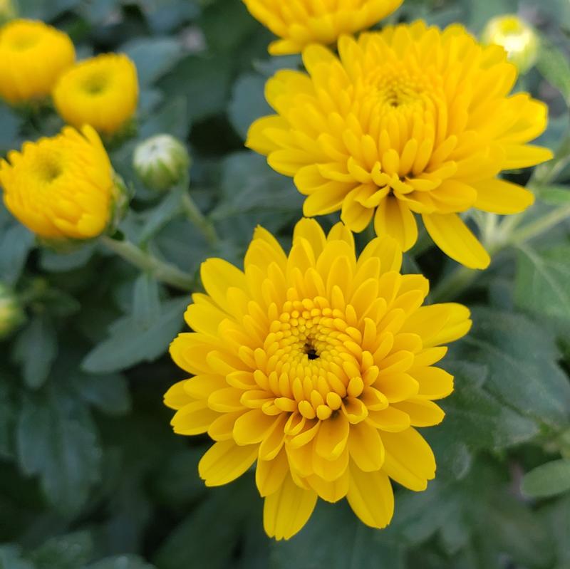 Chrysanthemum Rhonda 'Yellow' - Mum from Hillcrest Nursery