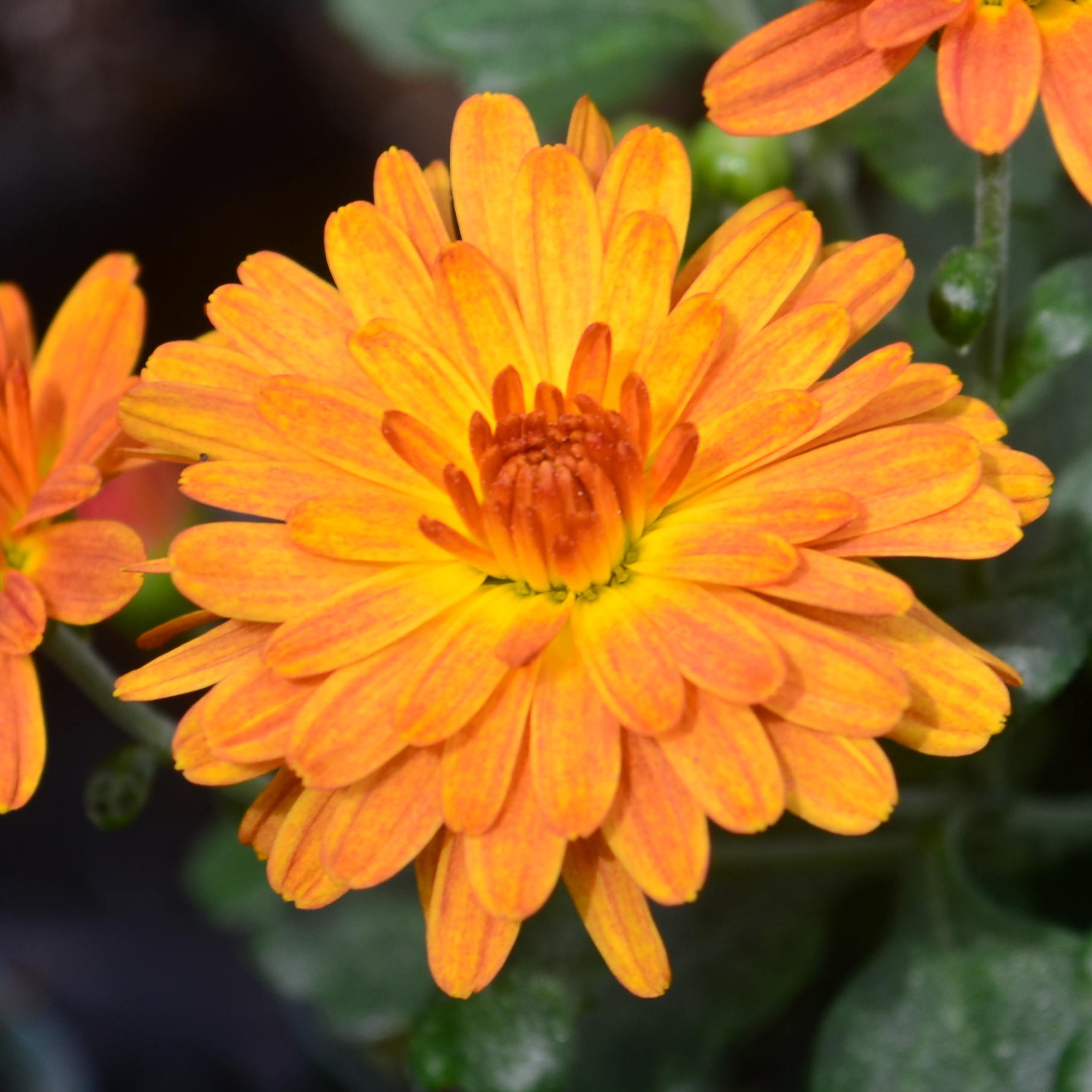 Chrysanthemum Urano 'Orange' - Mum from Hillcrest Nursery