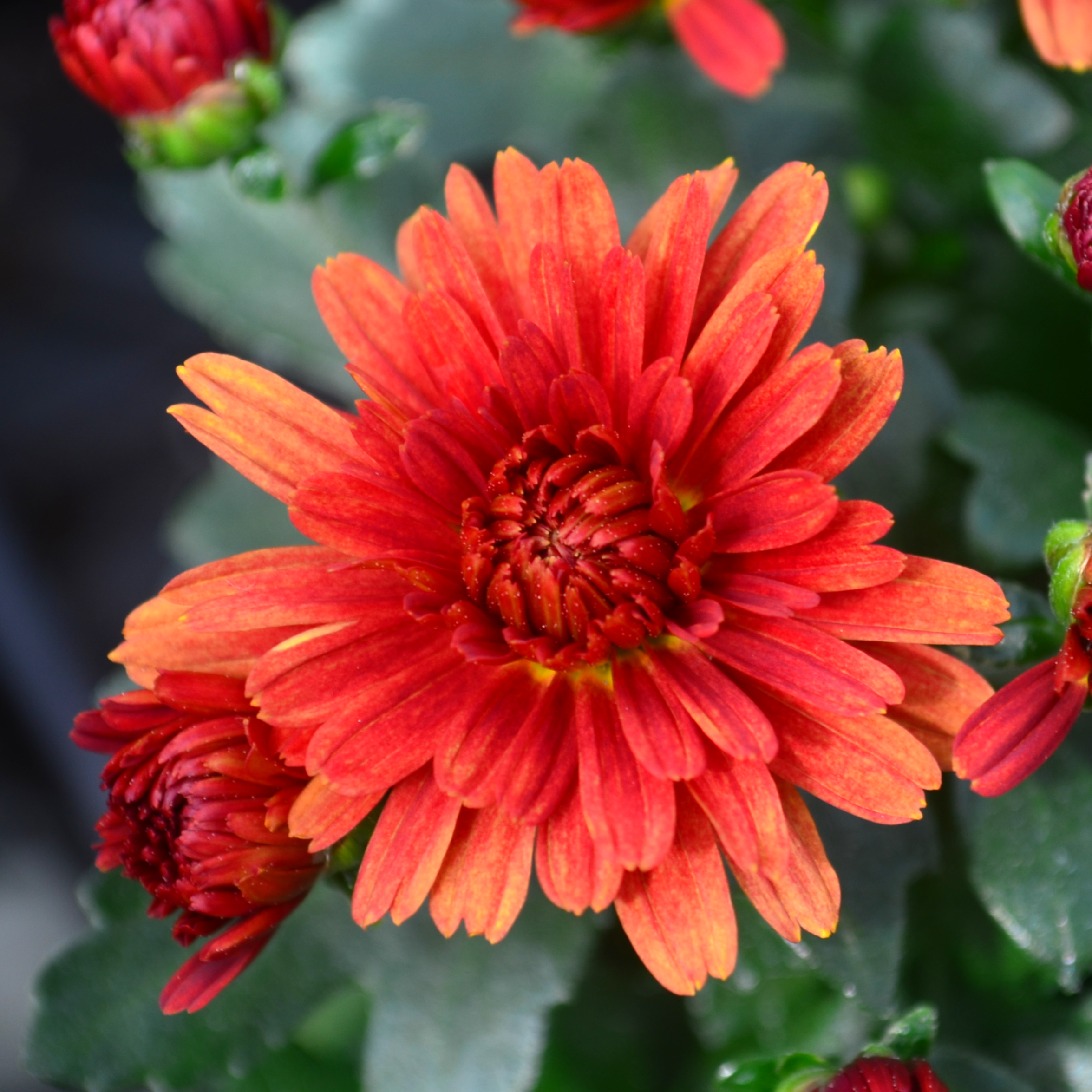Chrysanthemum Urano 'Red' - Mum from Hillcrest Nursery