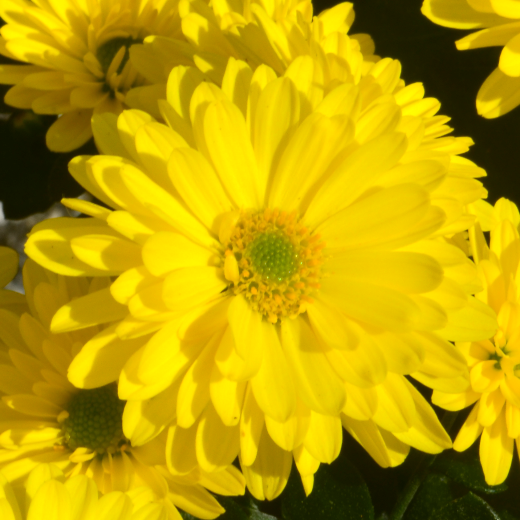Chrysanthemum Urano 'Yellow' - Mum from Hillcrest Nursery
