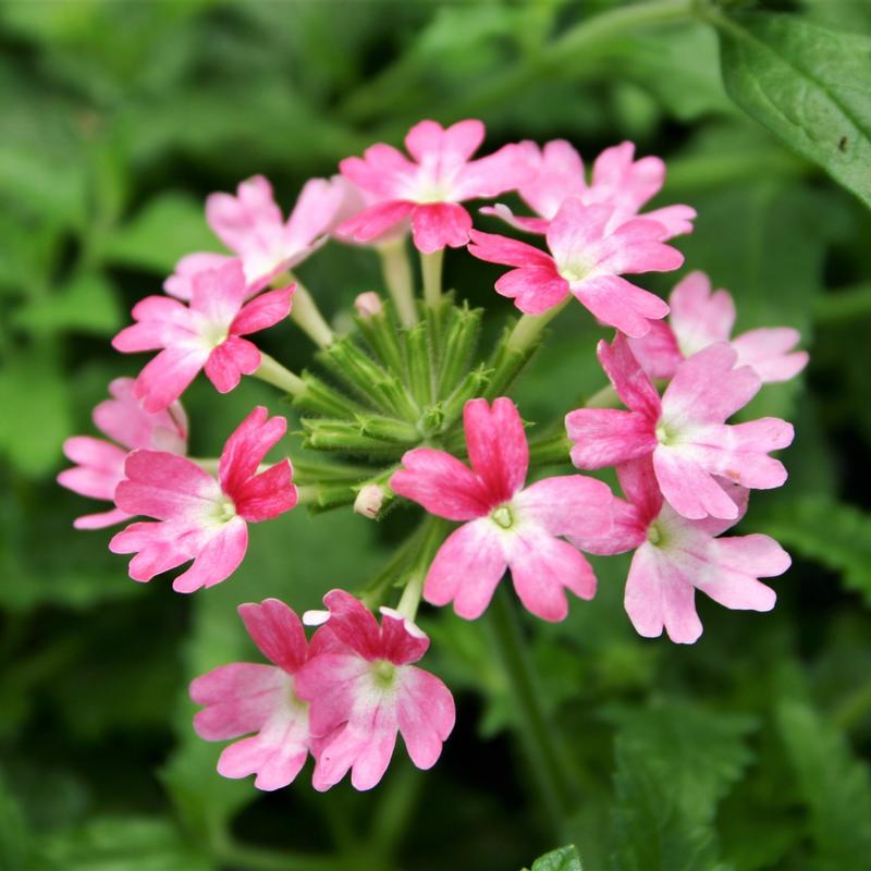 Verbena BeBop 'Pink' - Verbena BeBop Pink from Hillcrest Nursery