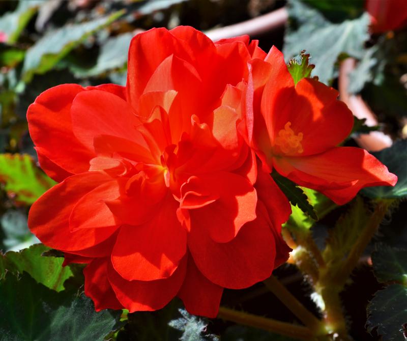 Begonia I'conia 'Miss Miami' - Begonia from Hillcrest Nursery