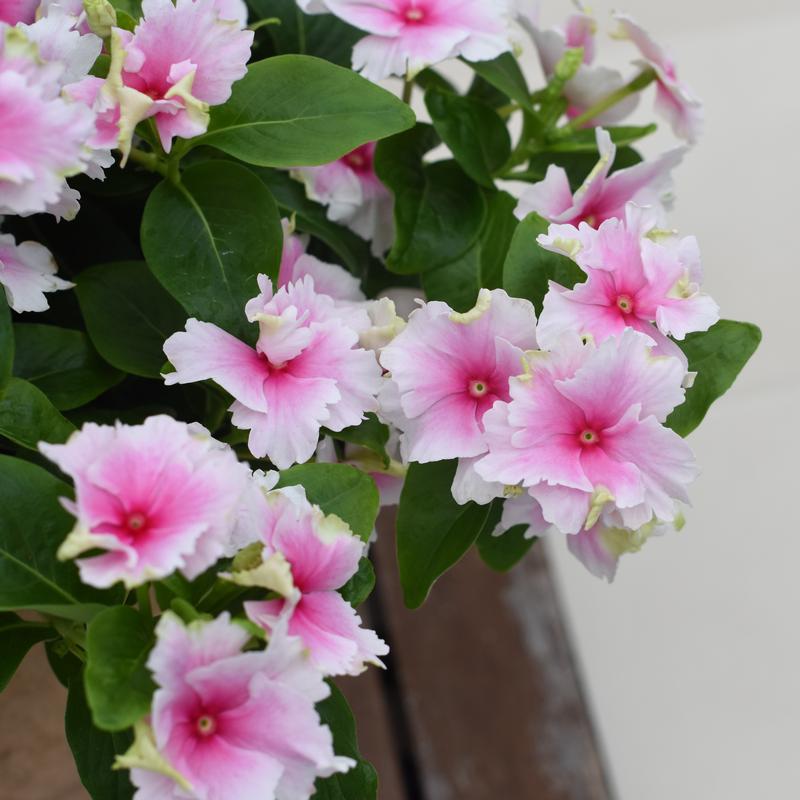 Catharanthus hybrid Soiree Flamenco 'Senorita Pink' - Catharanthus from Hillcrest Nursery