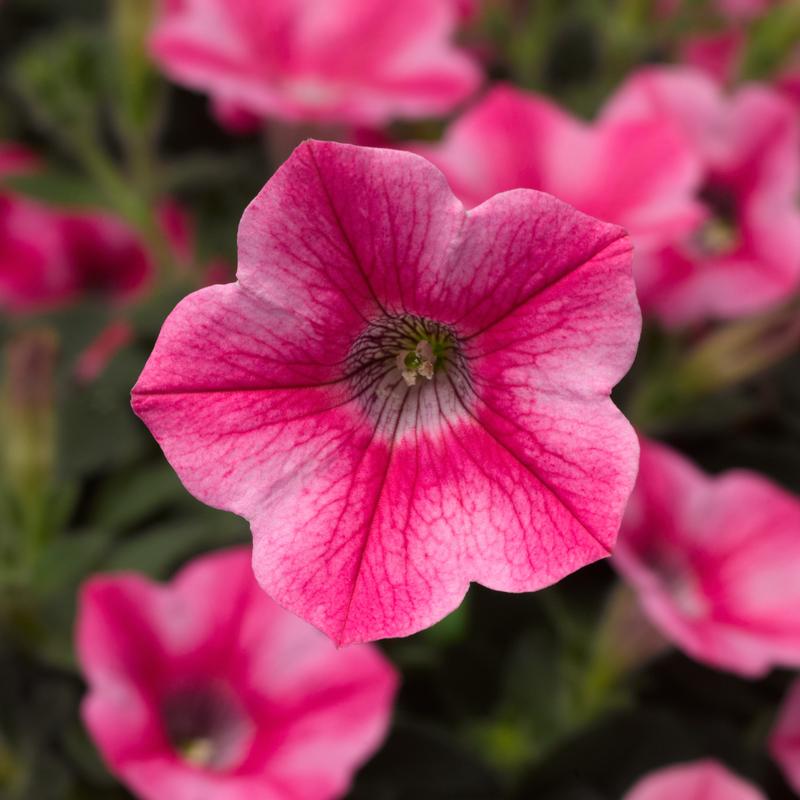 Petunia Dekko 'Star Rose' - Petunia Dekko Star Rose from Hillcrest Nursery