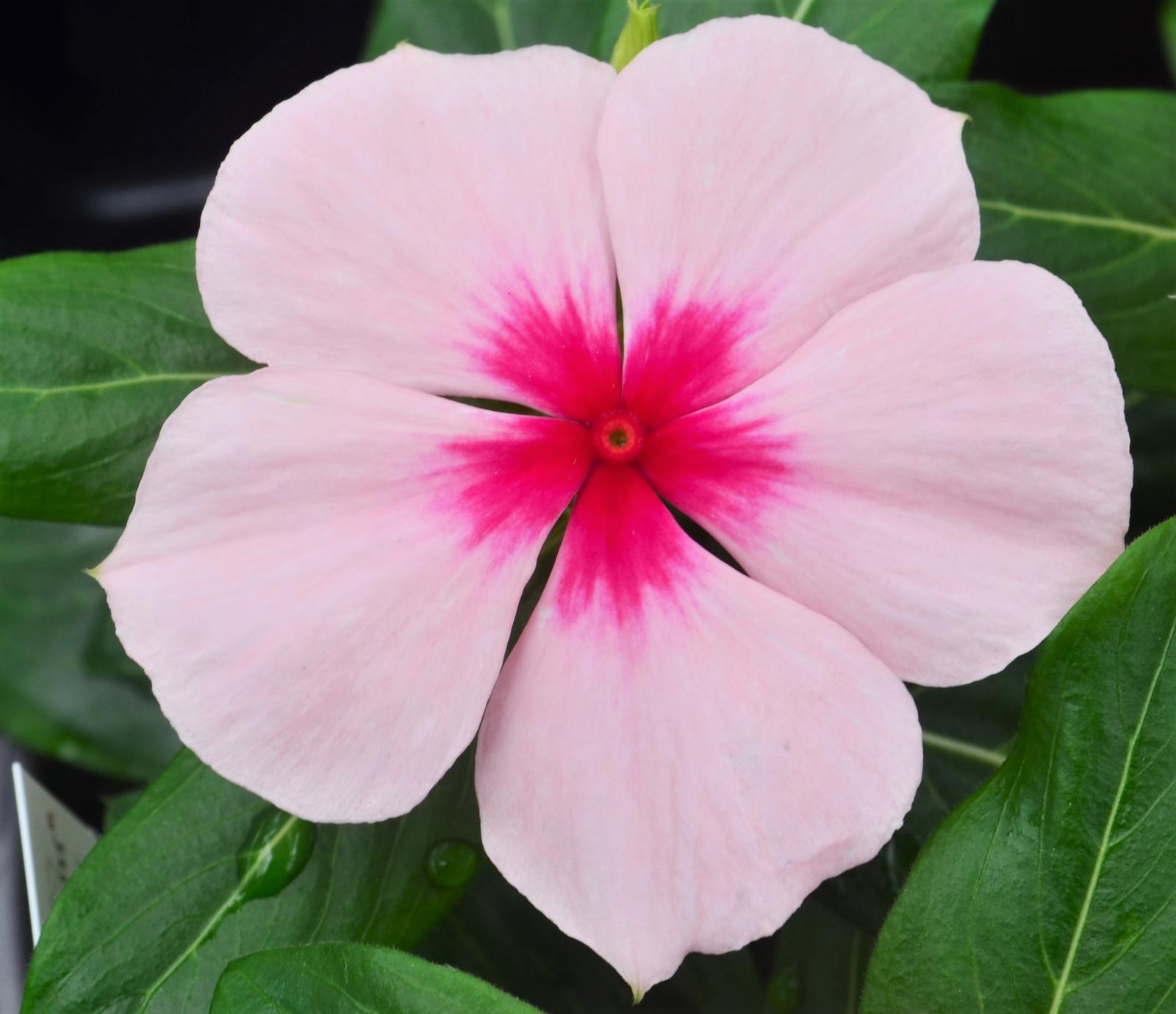 Catharanthus roseus Cora XDR 'Apricot' - Vinca Cora XDR Apricot from Hillcrest Nursery