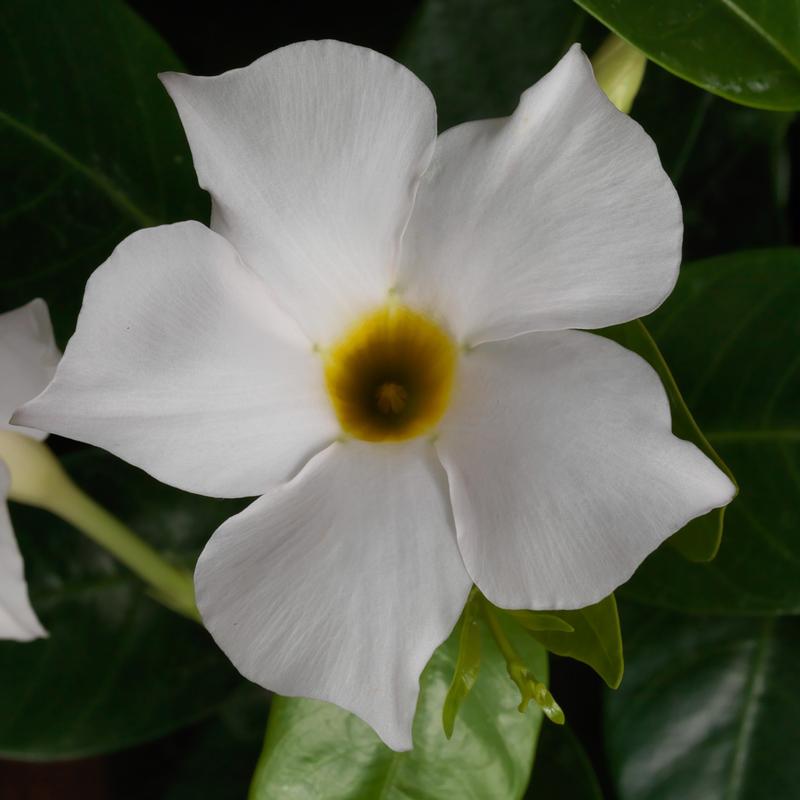 Dipladenia Madinia 'White' - Dipladenia White from Hillcrest Nursery