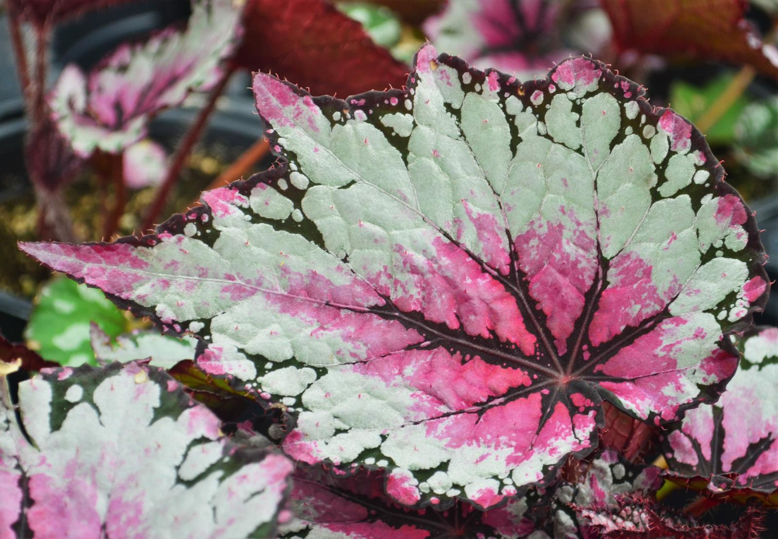 Begonia rex Jurassic 'Pink Splash' - Begonia Rex from Hillcrest Nursery