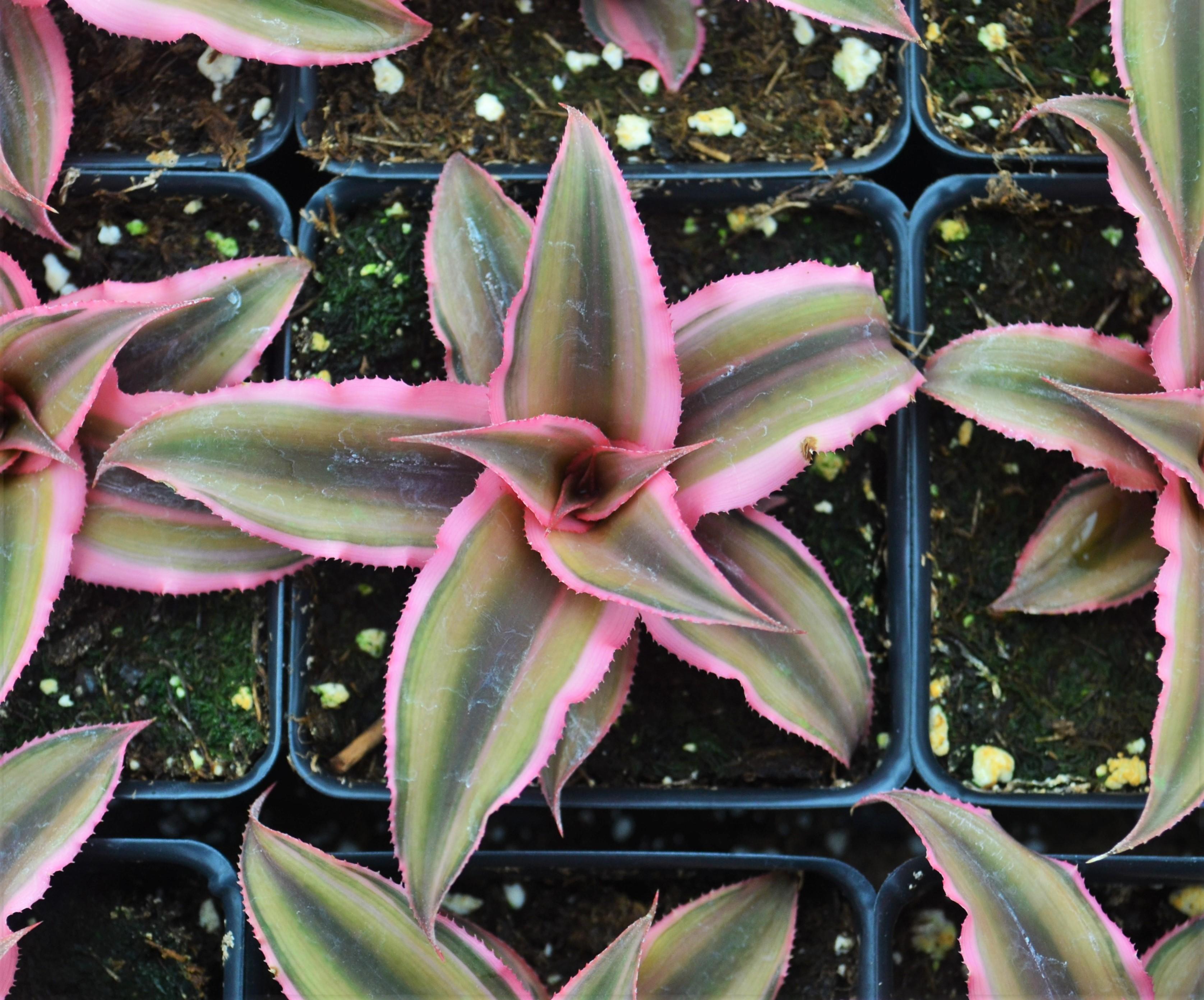 Cryptanthus bivittatus 'Pink' - Pink Star Bromeliad from Hillcrest Nursery