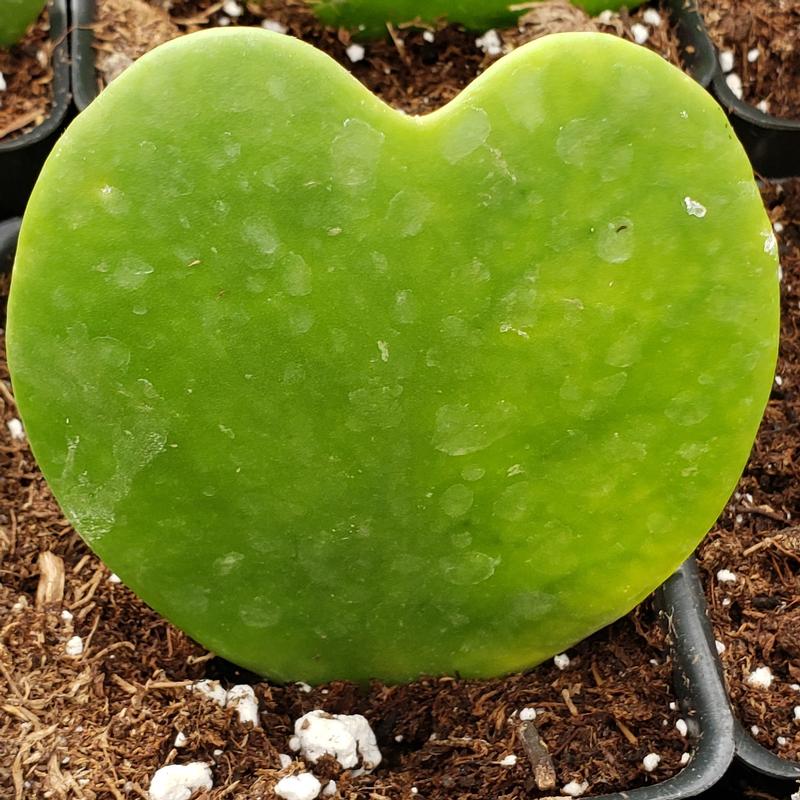 Hoya kerrii 'Heart Leaf Green' - Hoya Heart Leaf Green from Hillcrest Nursery