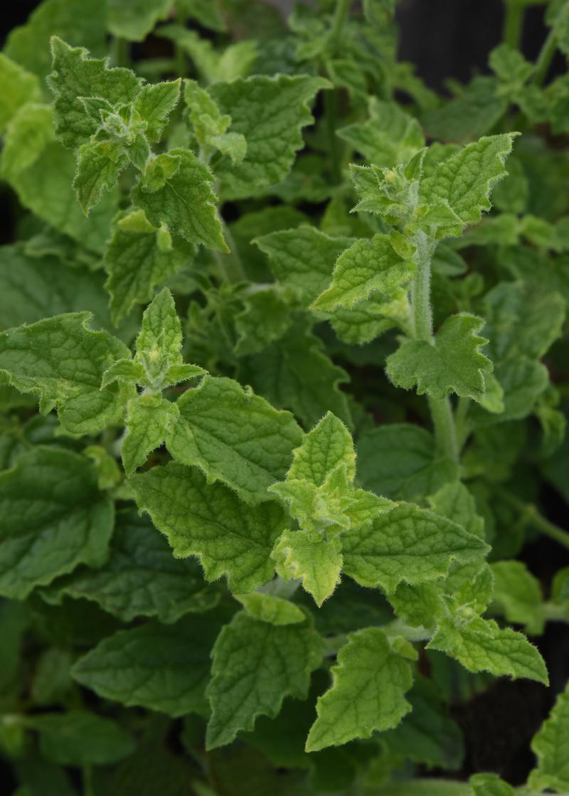 Mentha x piperita 'Strawberry' - Mint Strawberry courtesy of Ball Horticultural Company