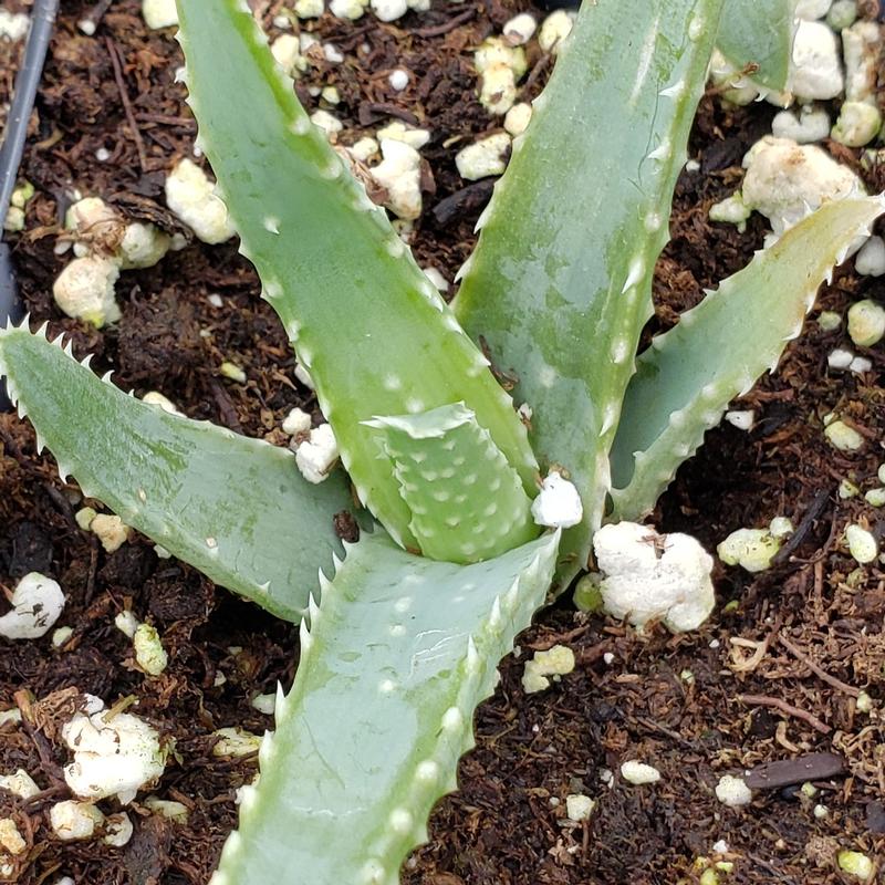 Aloe aborescens - Torch Aloe from Hillcrest Nursery