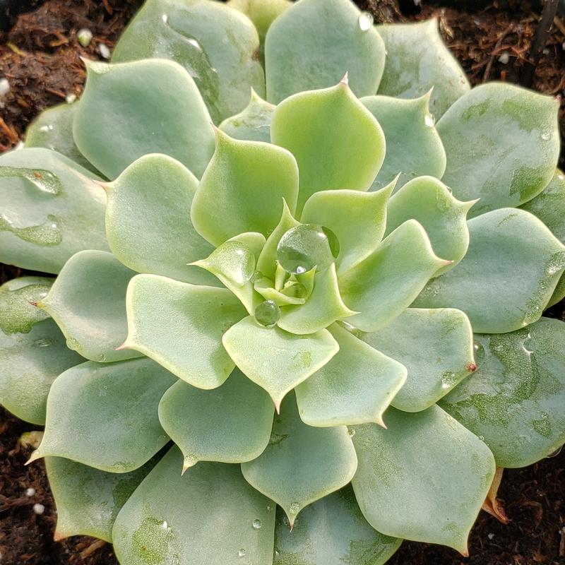 Echeveria pumila 'Glauca' - Echeveria pumila glauca from Hillcrest Nursery