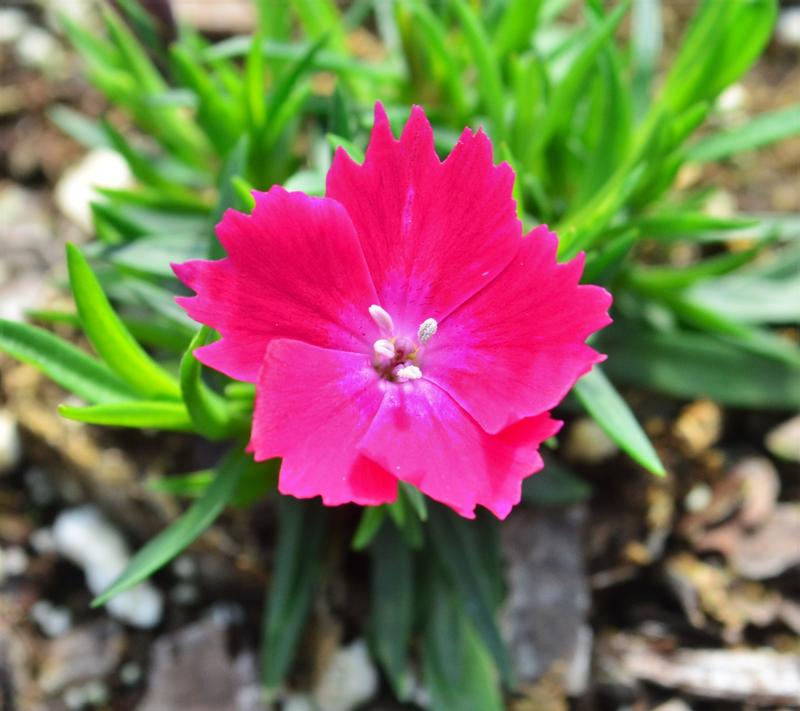 Dianthus Kahori 'Scarlet' - Pinks from Hillcrest Nursery