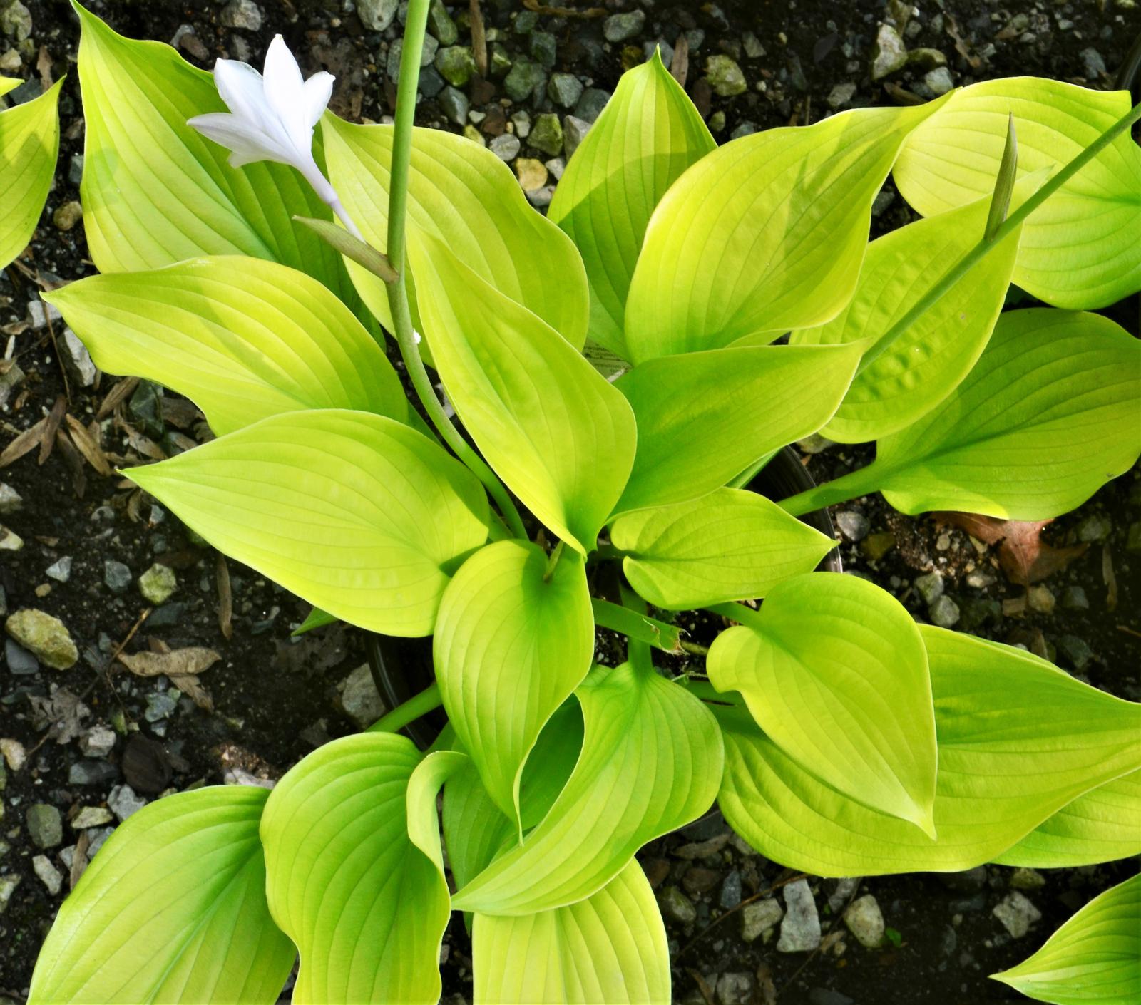 Hosta 'Age of Gold' - Plantain Lily from Hillcrest Nursery