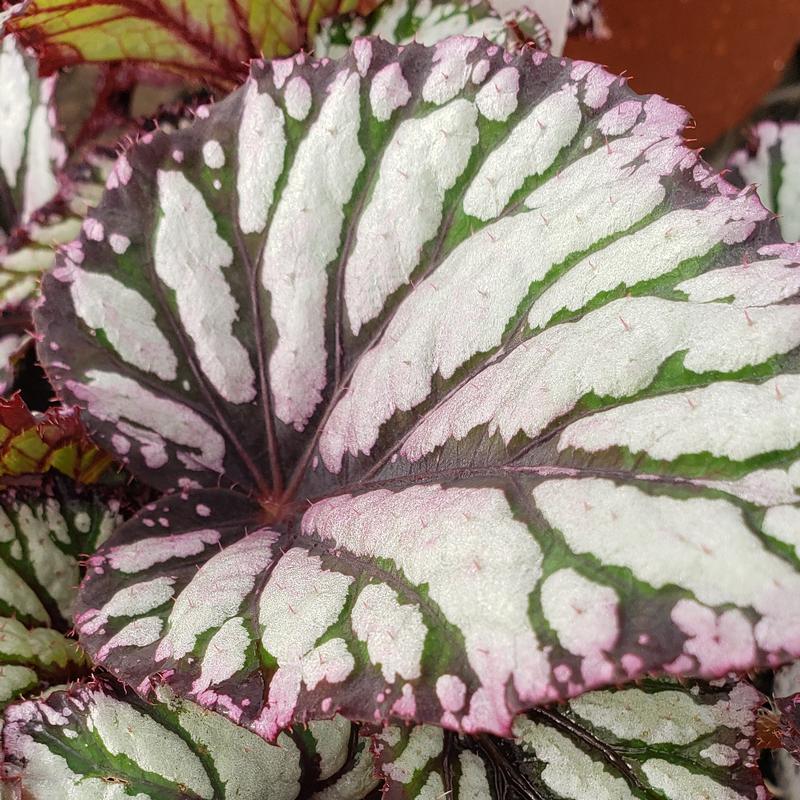 Begonia rex 'Ideal Pin Stripe' - Begonia Rex from Hillcrest Nursery