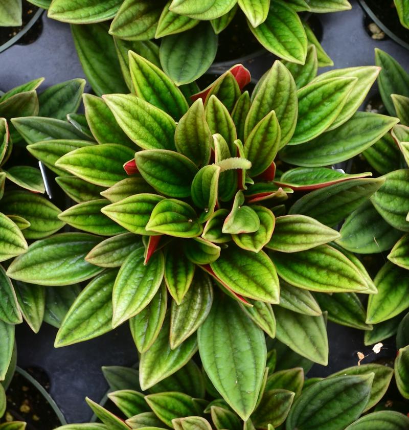 Peperomia 'Rosso' - Peperomia from Hillcrest Nursery