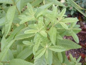 Aloysia triphylla - Lemon Verbena - Cellpack from Hillcrest Nursery