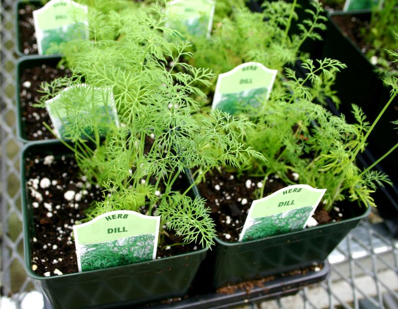 Anethum graveolens - Dill - Cellpack from Hillcrest Nursery