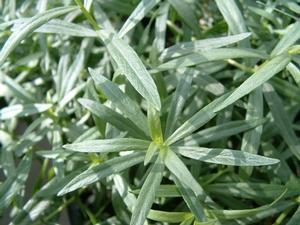 Artemisia dracunculus - Tarragon French - Cellpack from Hillcrest Nursery