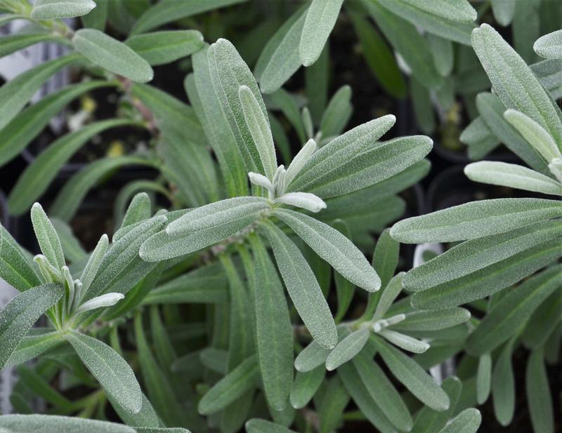 Lavandula angustifolia 'Hidcote' - Lavender - Perennial from Hillcrest Nursery