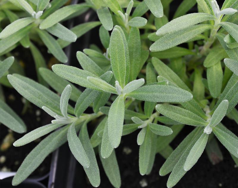 Lavandula angustifolia 'Munstead' - Lavender - Perennial from Hillcrest Nursery