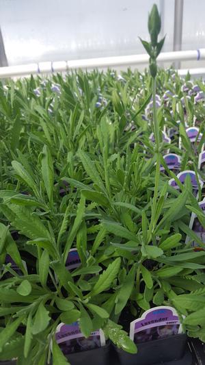 Lavandula heterophylla 'Sweet' - Lavender - Cellpack from Hillcrest Nursery