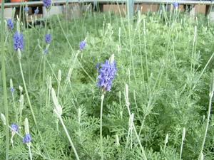Lavandula multifida 'Fern Leaf' - Lavender - Cellpack from Hillcrest Nursery