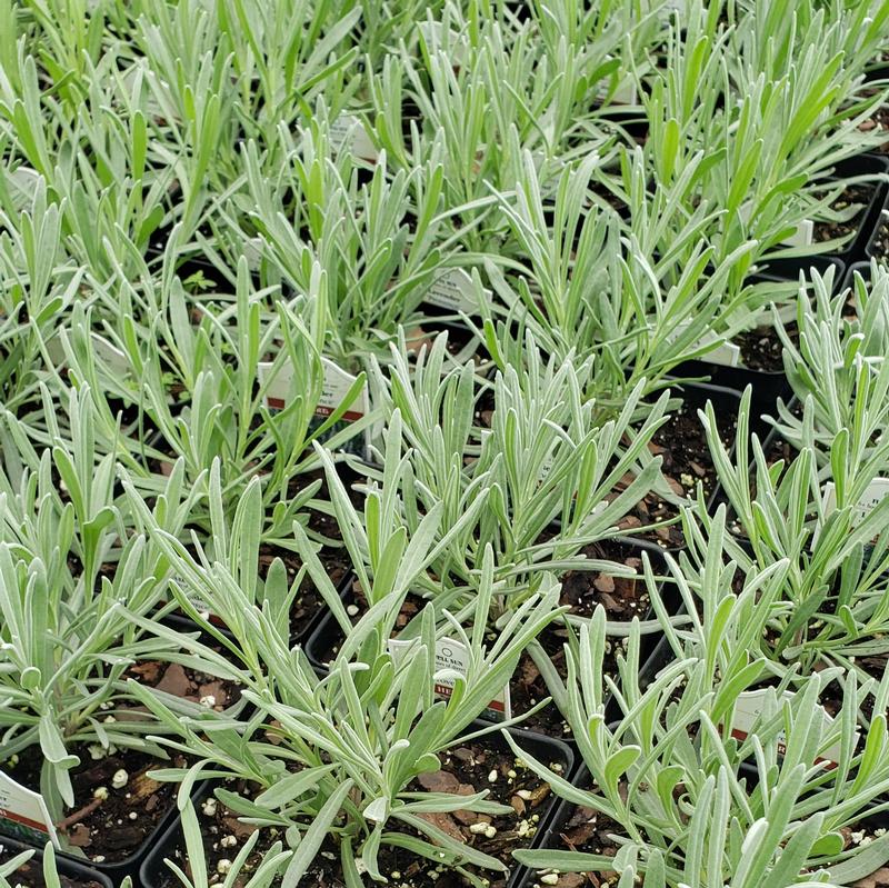 Lavandula x intermedia 'Provence' - Lavender - Perennial from Hillcrest Nursery