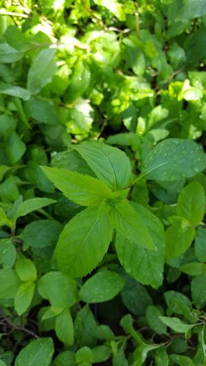 Mentha spicata 'Double' - Mint - Cellpack from Hillcrest Nursery