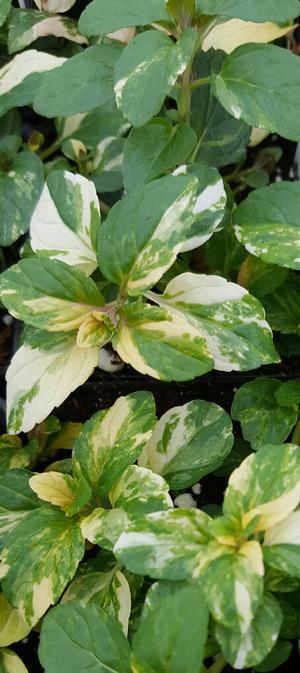 Mentha x piperita 'Peppermint Variegated' - Mint - Cellpack from Hillcrest Nursery
