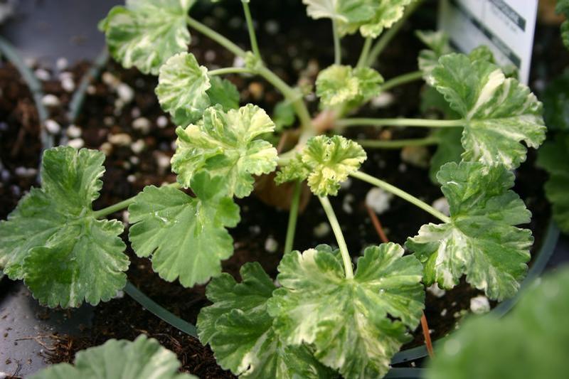 Pelargonium 'Snowy Nutmeg' - Geranium Scented - Cellpack from Hillcrest Nursery