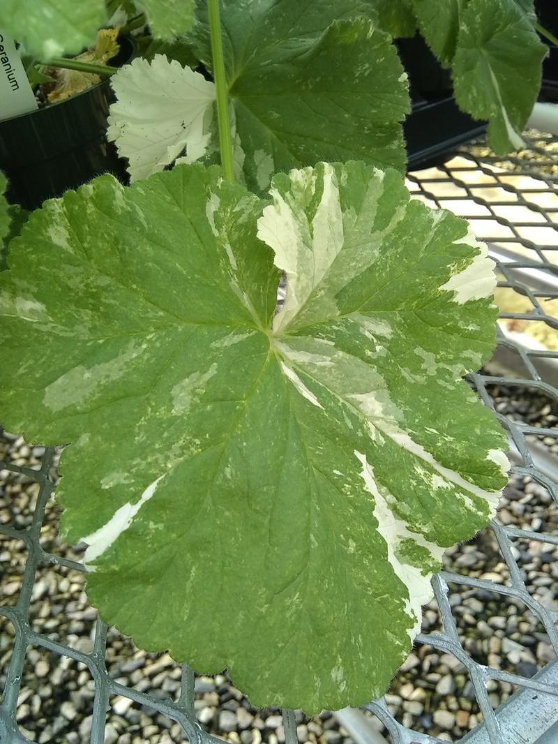 Pelargonium capitatum 'Snowflake' - Geranium Scented - Cellpack from Hillcrest Nursery
