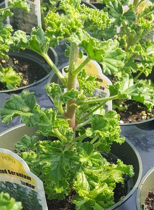 Pelargonium crispum 'Lemon' - Geranium Scented - Cellpack from Hillcrest Nursery