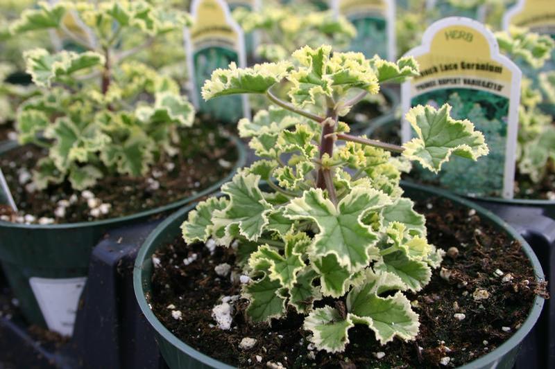 Pelargonium variegatum 'French Lace' - Geranium Scented - Cellpack from Hillcrest Nursery