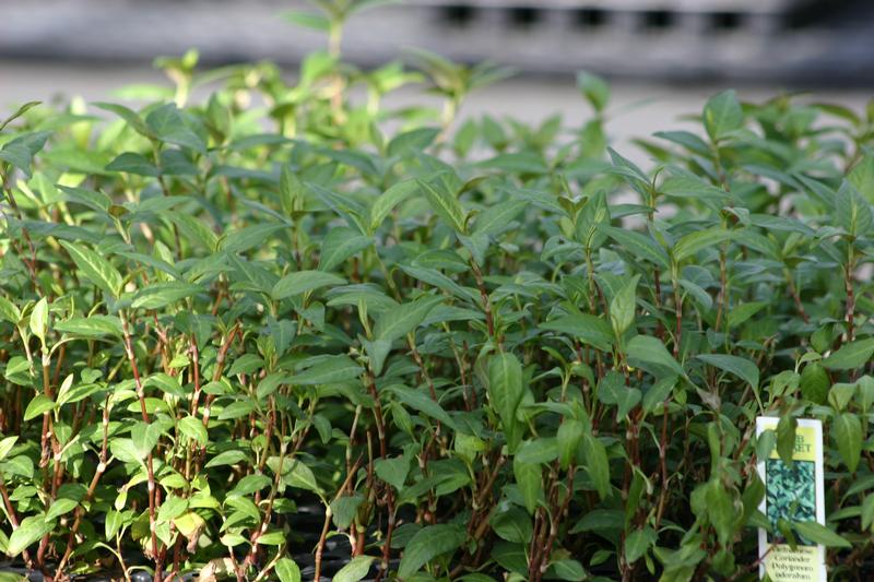 Persicaria odorata 'Vietnamese' - Coriander Vietnamese - Cellpack from Hillcrest Nursery