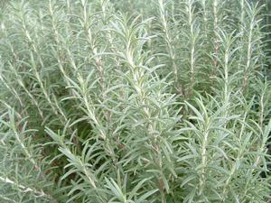 Rosmarinus officinalis 'Arp' - Rosemary - Cellpack from Hillcrest Nursery
