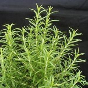 Rosmarinus officinalis 'Barbeque' - Rosemary - Cellpack from Hillcrest Nursery