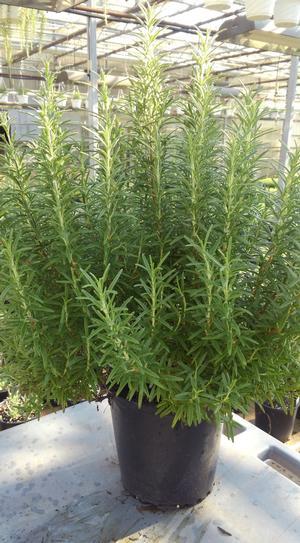 Rosmarinus officinalis 'Foresteri' - Rosemary - Cellpack from Hillcrest Nursery