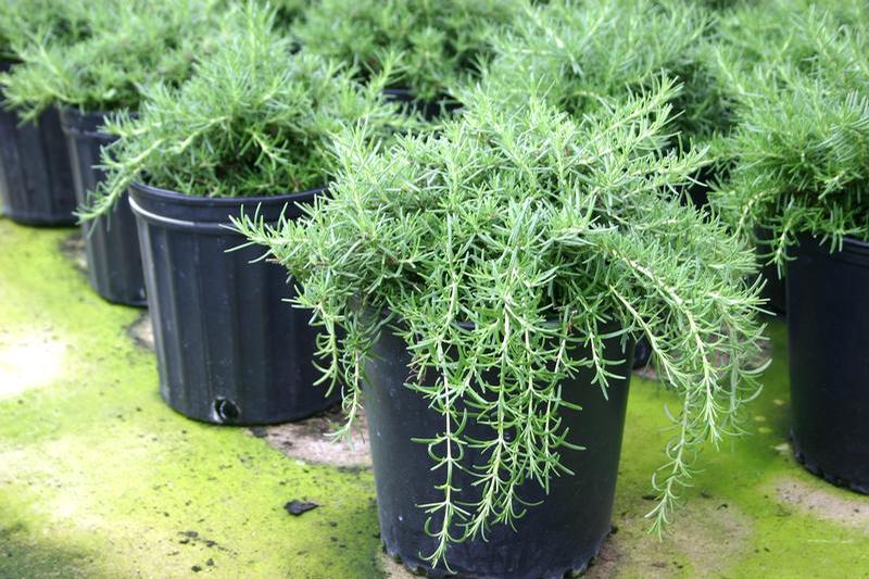 Rosmarinus officinalis 'Foxtail' - Rosemary - Cellpack from Hillcrest Nursery