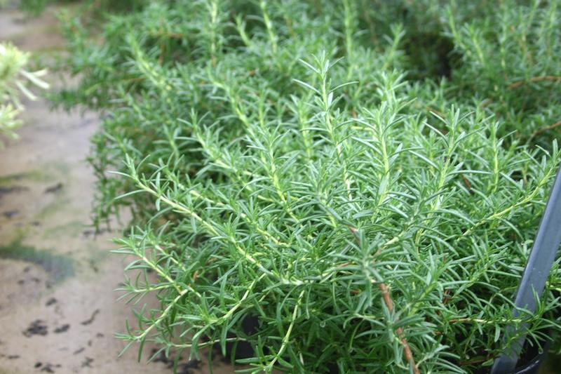 Rosmarinus officinalis 'Lockwood de Forest' - Rosemary - Cellpack from Hillcrest Nursery