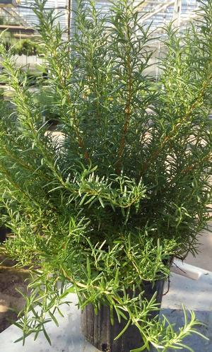 Rosmarinus officinalis 'Shady Acres' - Rosemary - Cellpack from Hillcrest Nursery