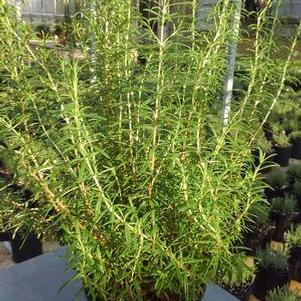 Rosmarinus officinalis 'Upright' - Rosemary - Cellpack from Hillcrest Nursery