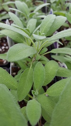 Salvia officinalis 'Dwarf' - Sage - Cellpack from Hillcrest Nursery