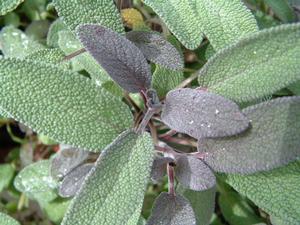 Salvia officinalis 'Purple' - Sage - Cellpack from Hillcrest Nursery