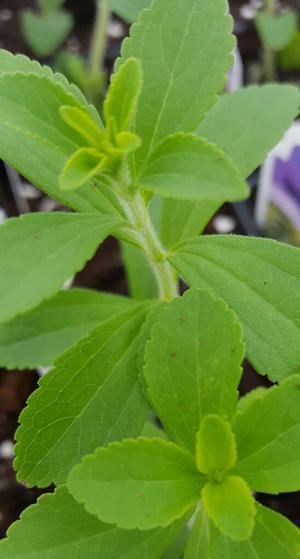 Stevia rebaudiana 'Stevia' - Stevia - Cellpack from Hillcrest Nursery