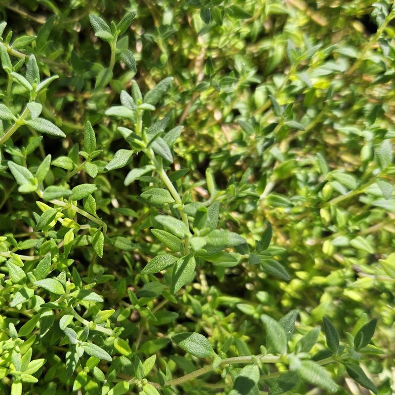 Thymus fragrantissimus 'Orangelo' - Thyme - Cellpack from Hillcrest Nursery