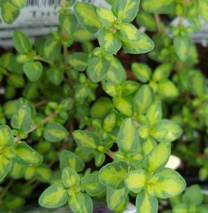 Thymus vulgaris 'English Wedgewood' - Thyme - Cellpack from Hillcrest Nursery
