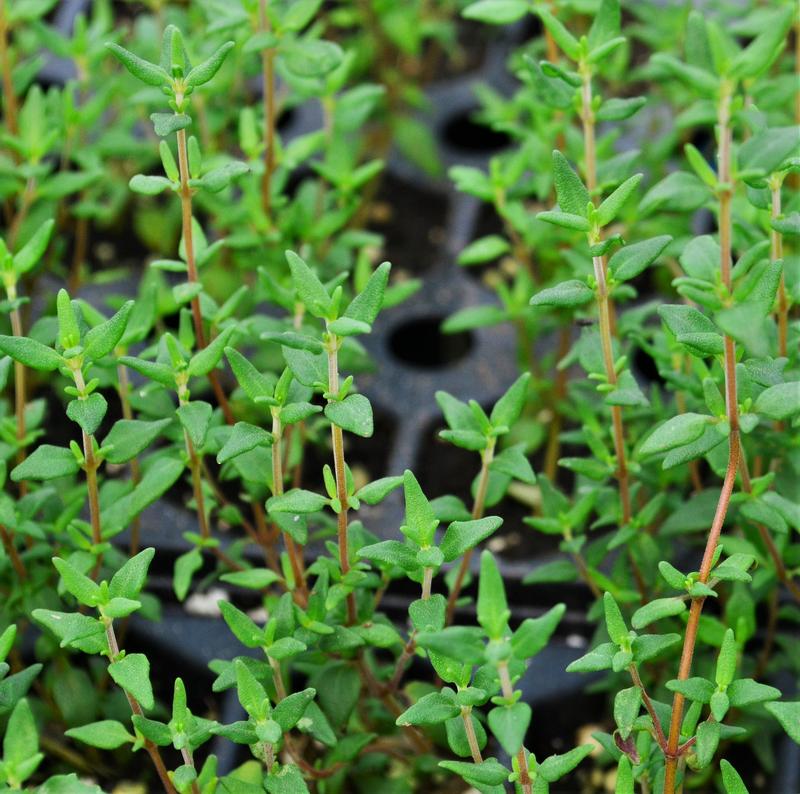 Thymus vulgaris 'French' - Thyme - Cellpack from Hillcrest Nursery