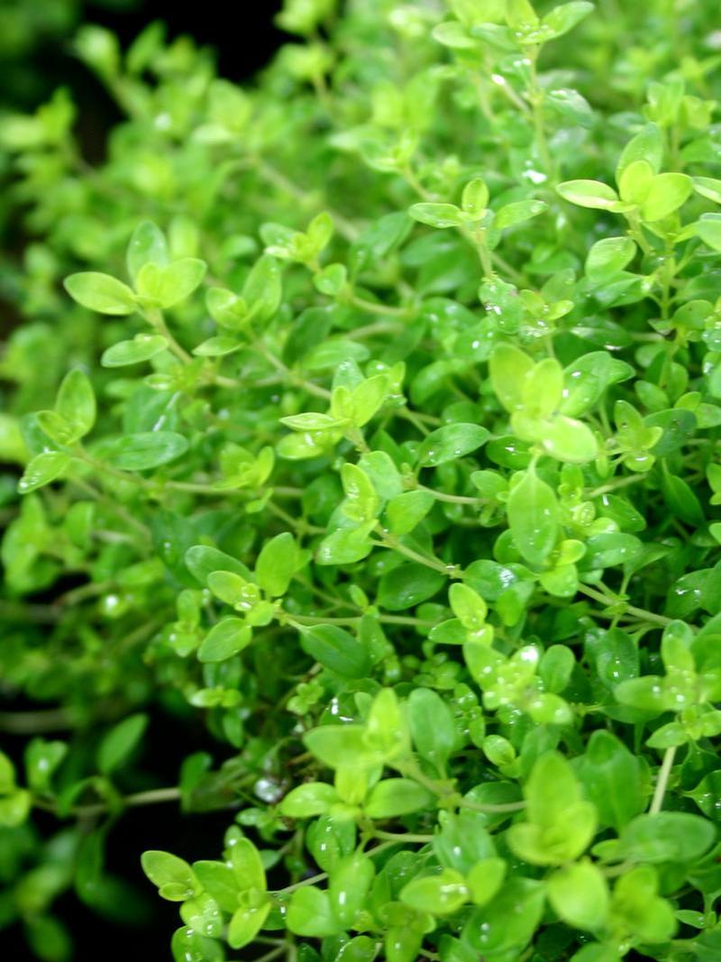 Thymus vulgaris 'Transparant Yellow' - Thyme - Cellpack from Hillcrest Nursery